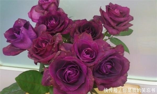 酒红色|月季紫色迷情,紫色与酒红色的独特色调,浓香型,魅力不可挡