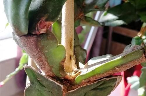 花盆|养这三种花,盆越小,开的花越多,放大盆还容易死