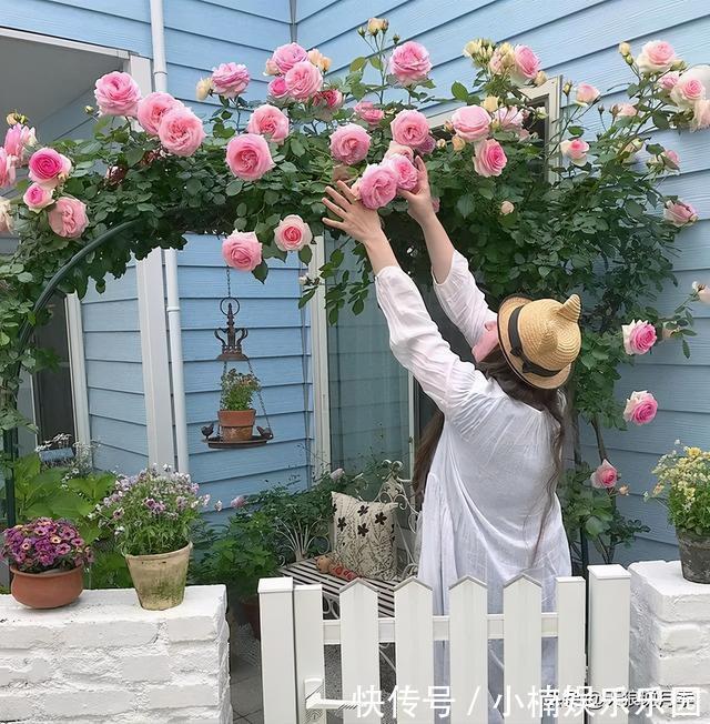 毛地黄|小空间花园打造指南丨四季开花不断,她是怎么做到的?