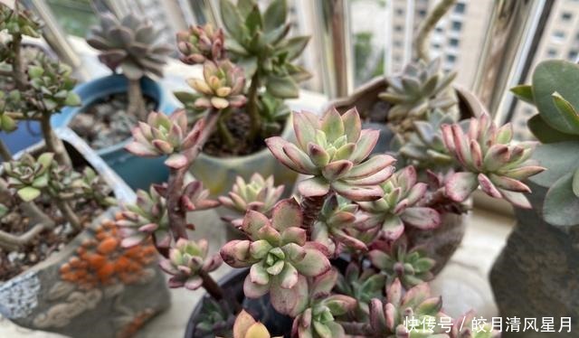 度夏|绿了也是心头肉,开始为度夏担忧!