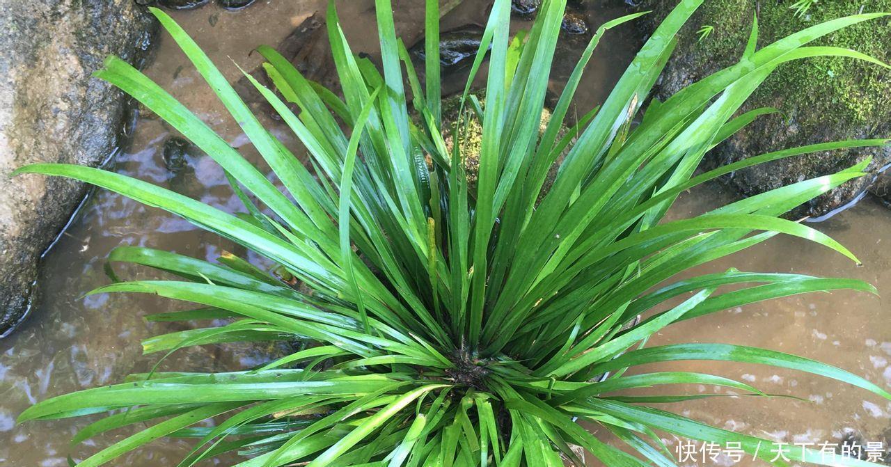 干旱|3种“野草”，挖回家里做“盆景”，价格飙升，仿古大气，别错过