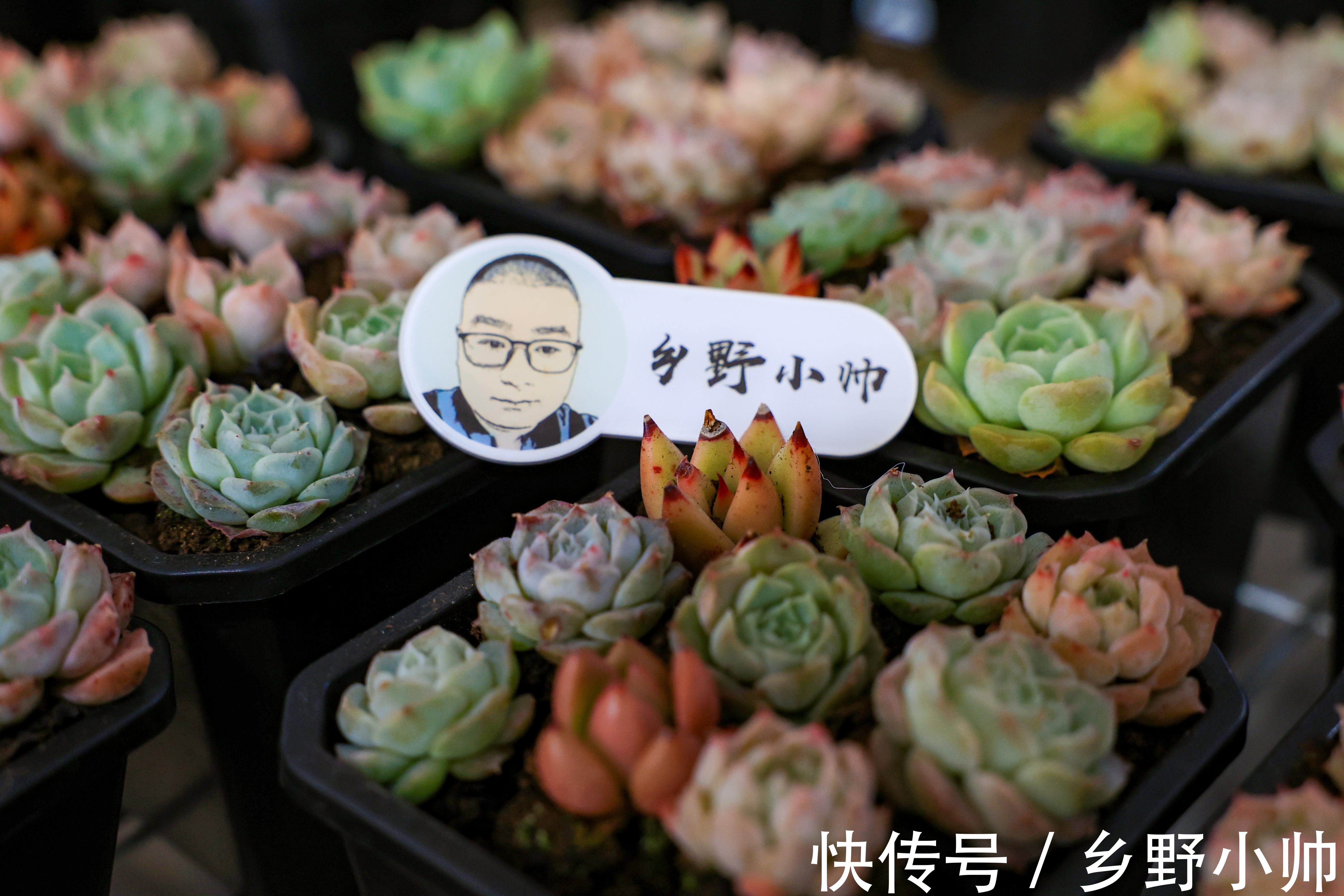 新手养多肉的几个误区，看看你犯了几个错。爱多肉的你别再错下去