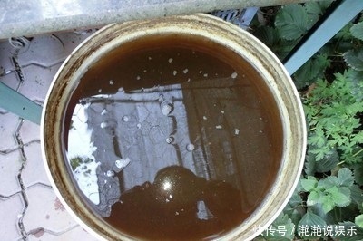 肥料|养金钱树、虎皮兰“抓重点”,每月喂点“出芽肥”,1次冒出5个芽