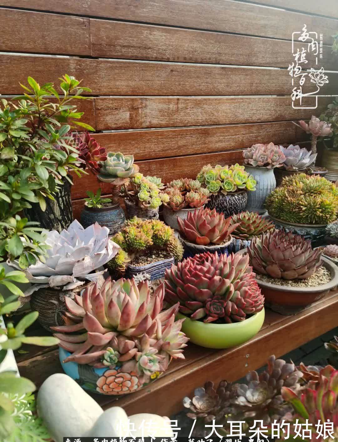 春暖花开，万物复苏，多肉迎来最美时光！