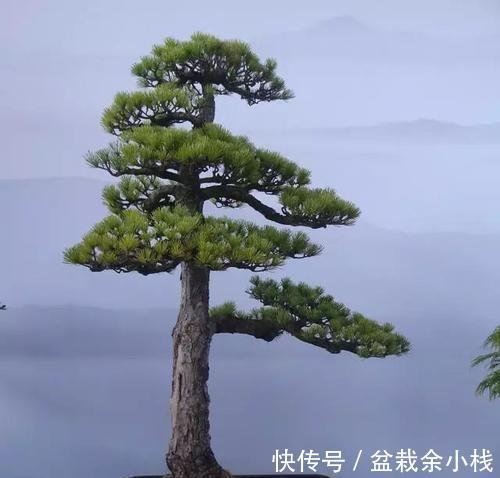 盆景|家有小院,三种树安排上,既招财还有面子