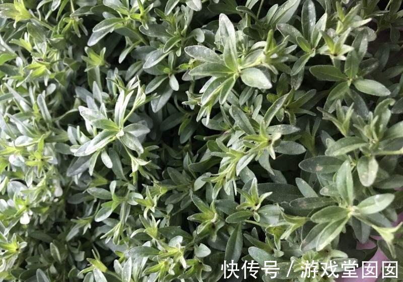 6种香草盆栽,掐个叶子就能吃,味道清香四溢!