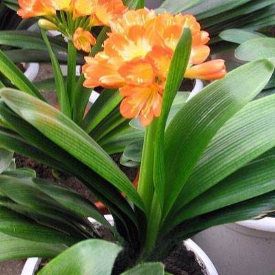 12月养君子兰,牢记“4个不能”,根系壮、花大色艳,越养越漂亮