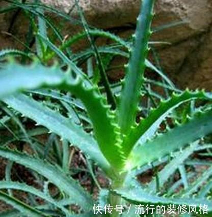 卧室|养花要会挑选,3种花养人,卧室养1盆,不失眠、睡得香