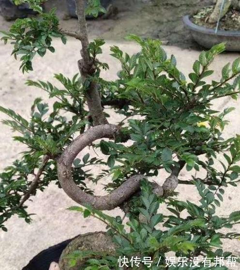 榔榆|高手支招,榔榆盆景,从选材到成品,艰难历程