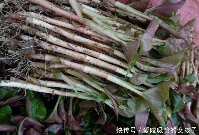 这种农作物1亩可产8000斤,亩产值高达3万元