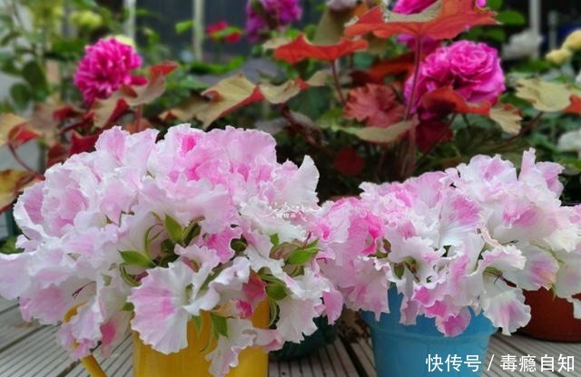 9月前后，这花必须剪一剪，不然明年没花看！