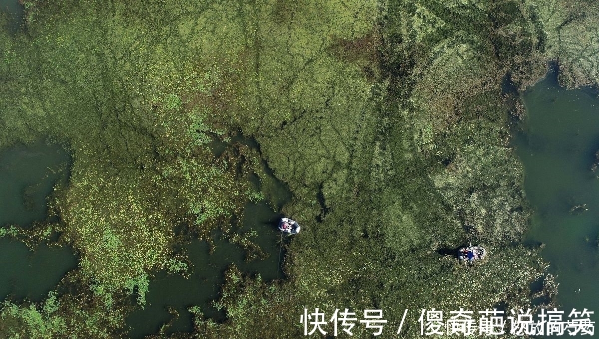 虽然水草处钓鱼效果不错,但忽视这5点,同样等于“”瞎胡跑”