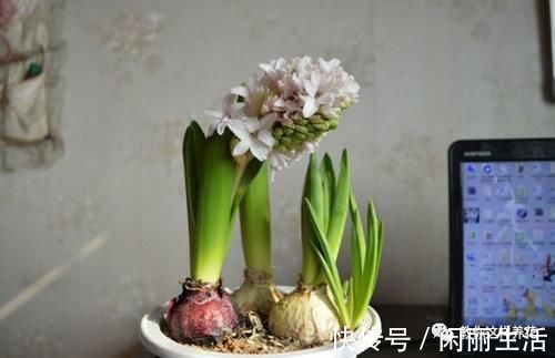 君子兰风信子夹箭不开花,简单1招,把花拽出来!