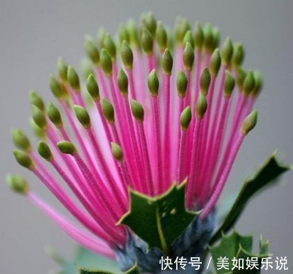 喜欢养花,就养盆稀有花卉”火柴“拔克西木,形似火柴,十分稀奇