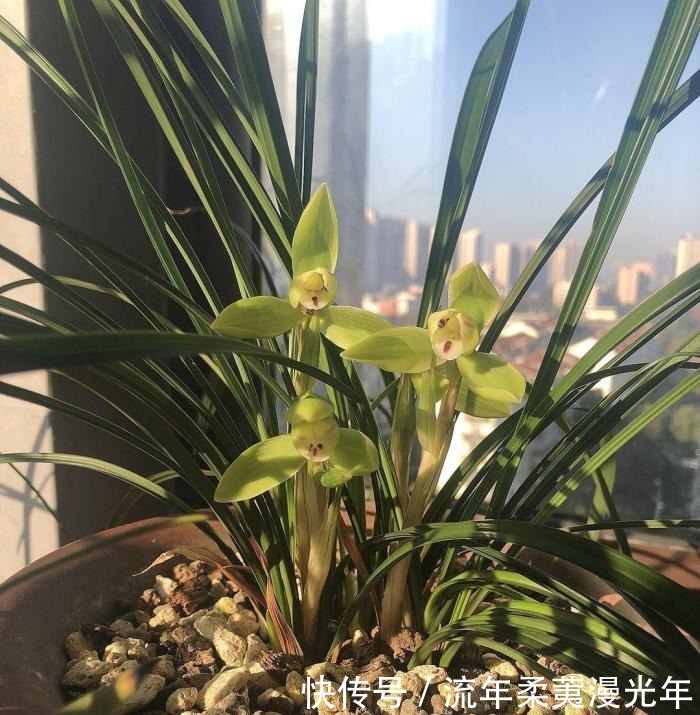 阳台|阳台养兰,牢记这几点,叶子翠绿开花旺,想死都难!