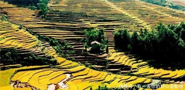 入侵中国的“霸王花”,致30种乡土植物消亡,遇到可下无情手