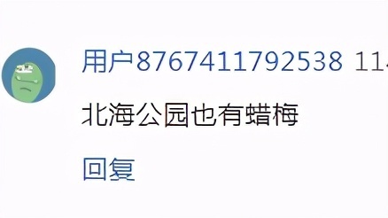 全北京的蜡梅都开了？今天继续推荐网友分享的蜡梅盛开之地，全在北京中心区！