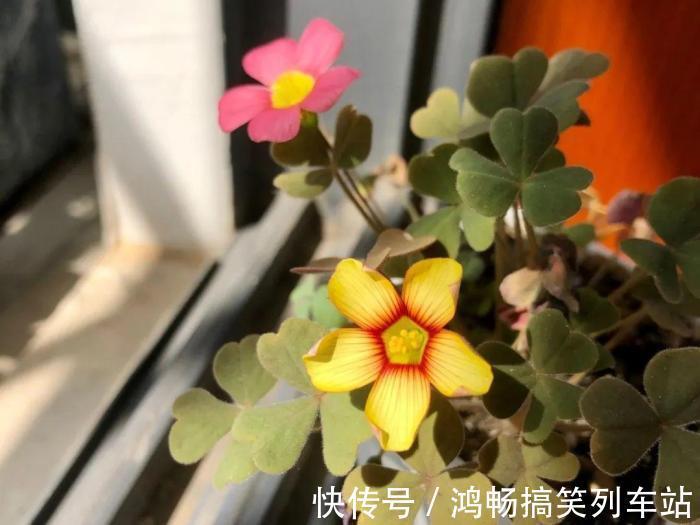 浇水|家里有此7种花,少浇水不能晒,天热要休眠早看早知道