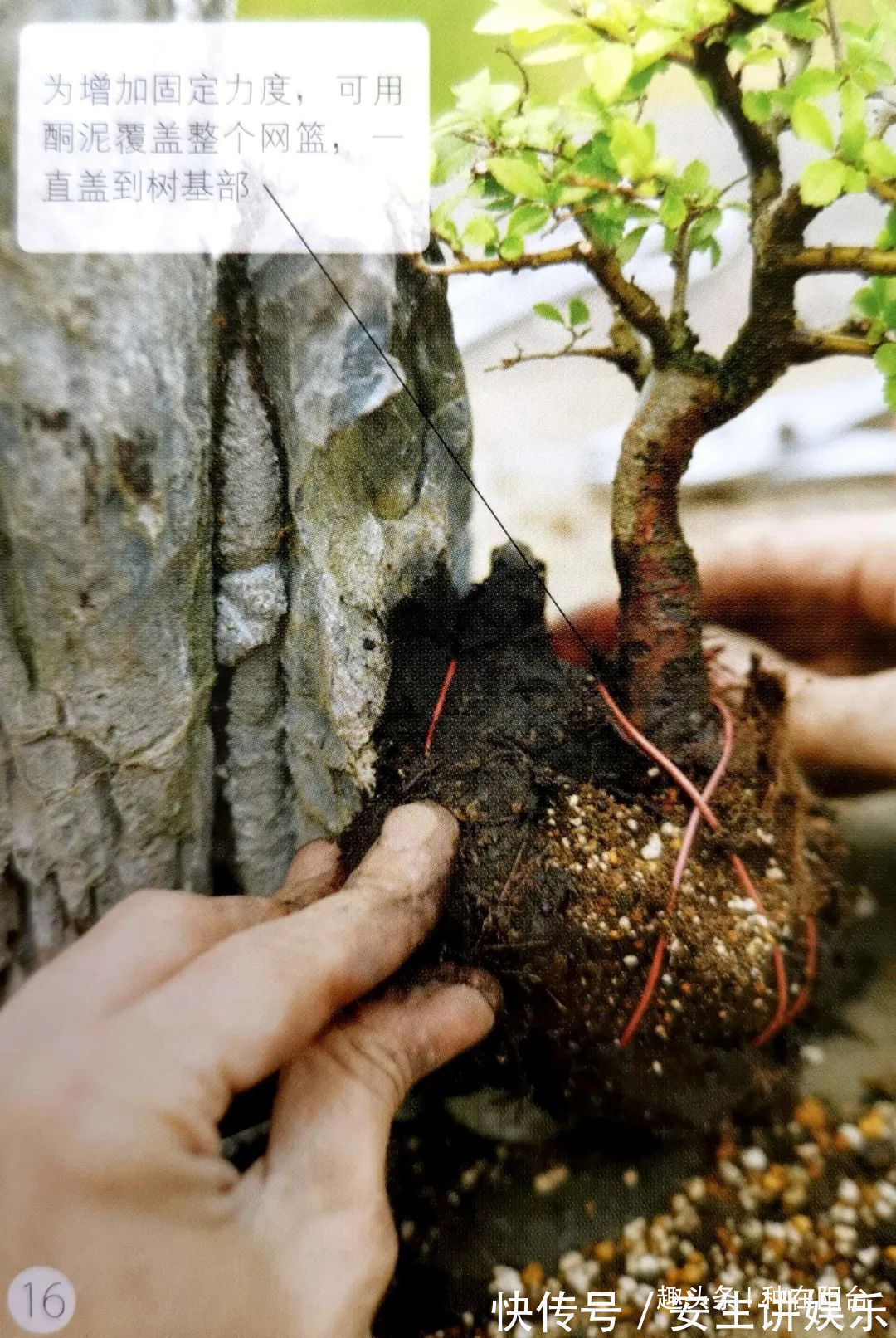 阳台上|山水盆景不是非“水”不可,看山石与树木如何演绎一道山水盆景!