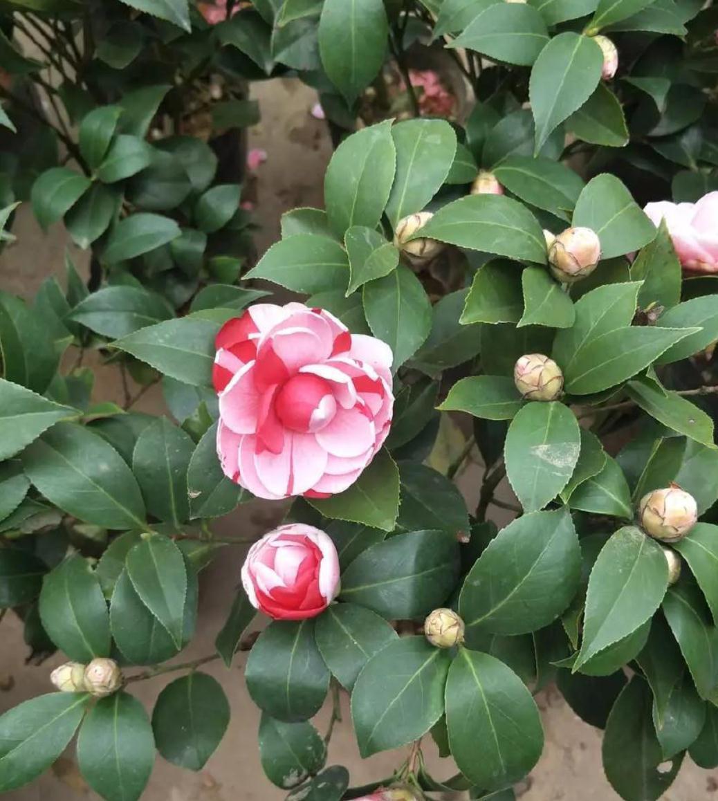 这五种花别再修剪,老枝条长势稳,秋冬花芽多