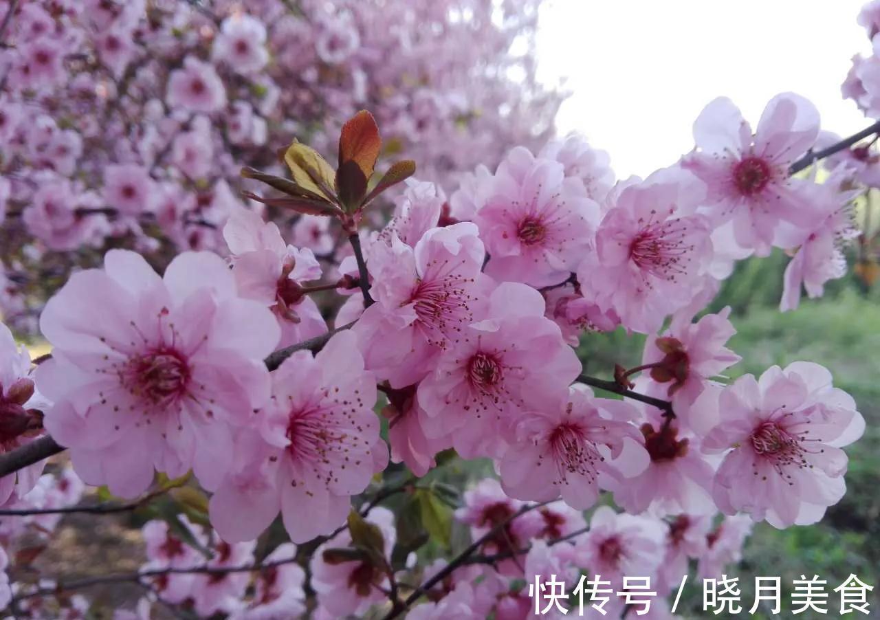 5种花不怕冷，扔在室外不用管，花朵挂满枝头，鲜艳多姿，很漂亮