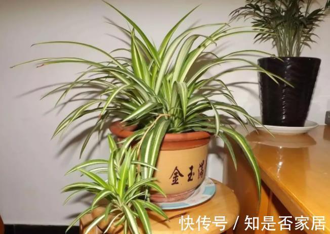 吊兰|让人省心的10大花卉,个个是“耐养型”,绿萝没上榜