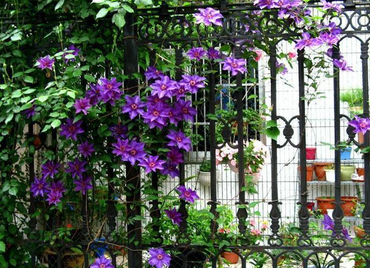 秋冬封闭阳台养花就选铁线莲,满足4点,铸就“一帘幽梦”