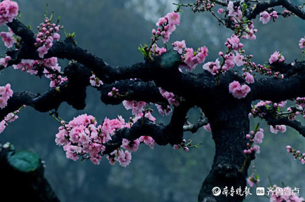 情报站｜这里花儿美如诗画！济南百花公园碧桃花盛开来赏花啦