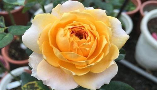 漂亮美艳的3种花,花开几个月,漂亮好养,可做年宵花,值得拥有