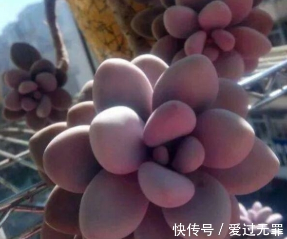 深秋的多肉桃美人怎么养,学会4个方法,叶片变得粉红粉红的