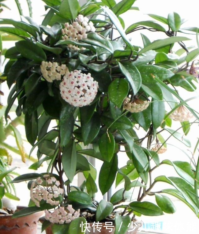 球兰怎么养才能开花多 球兰快速开花的小窍门看这里!