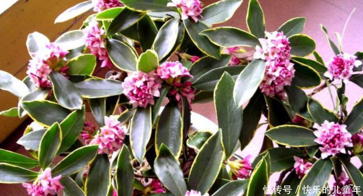 让我告诉你|懒人也能养活的几种花,不管开花更多,扔在阳台上,花朵不断开