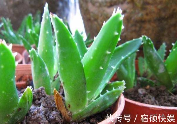 卫生间''除异味''大招放置3种绿植除臭，居家环境更舒适