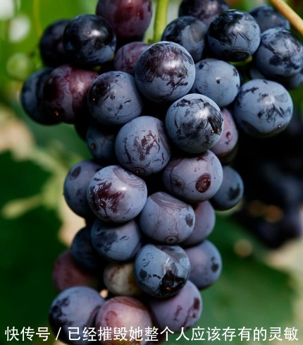 葡萄|女性晚上当零食吃几颗，排出子宫毒素，皱纹不见了，皮肤水嫩嫩