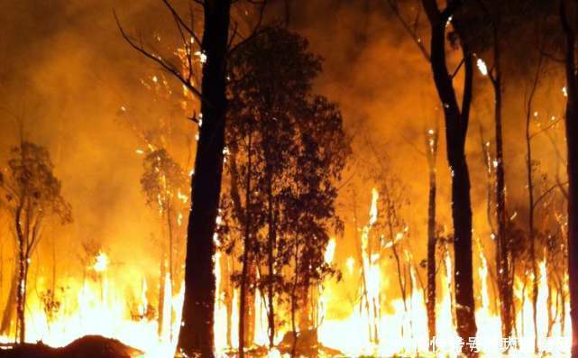 澳大利亚大火后森林植被复苏,科学家脸色难看:新的危机正在酝酿