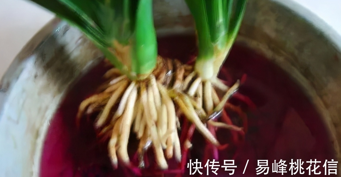 【值得收藏】集合常见的养花问题,帮分析病因、解决方法