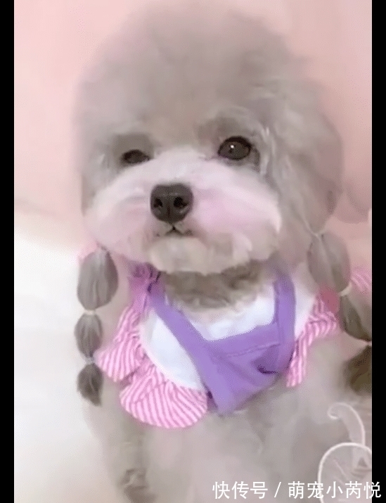 腮红|狗狗穿裙子扎辫子涂腮红,好像是一位小姑娘,长得也太好看了吧!