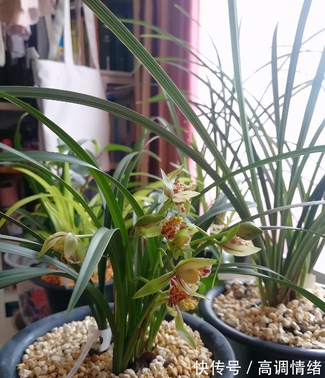 此兰,拥有多个花鼻跟花舌,造型奇特,芳香四溢,易花易芽还好养