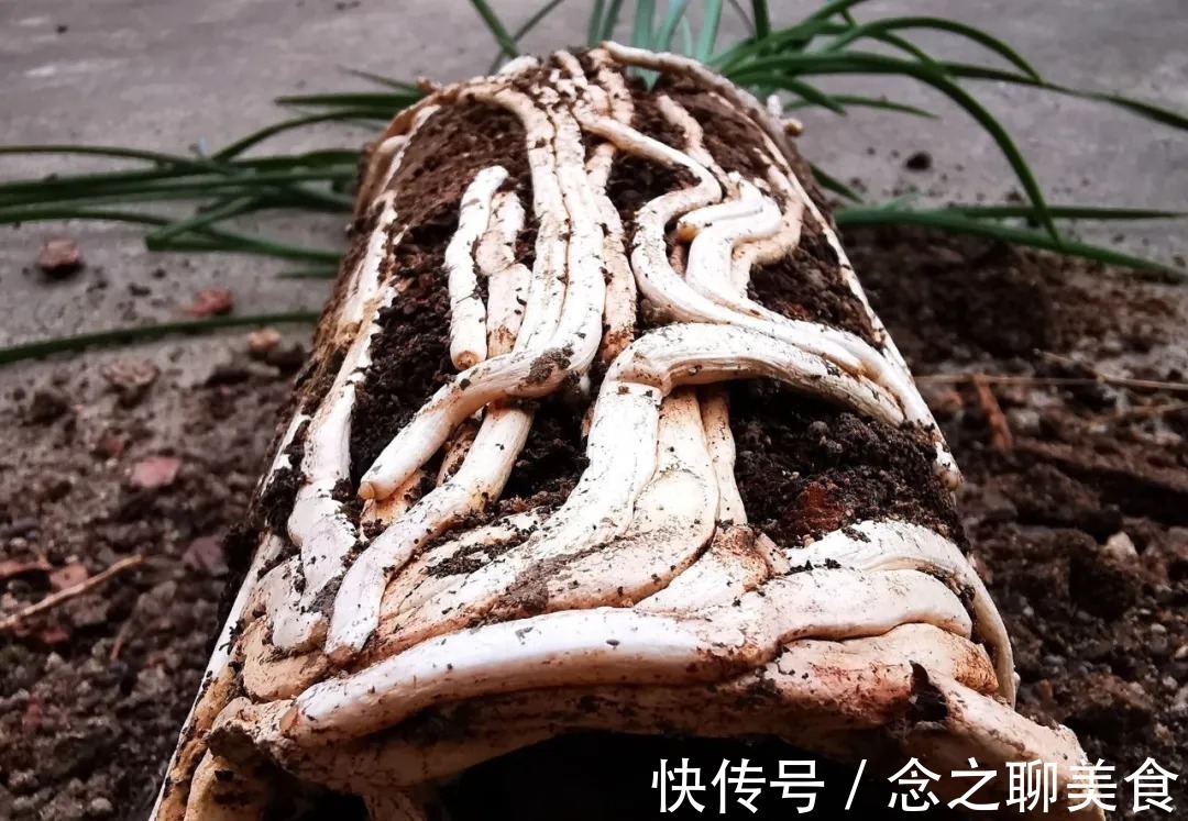 梅雨季节|梅雨季节室外养兰花，如何有效避免烂根？这个技巧值得收藏