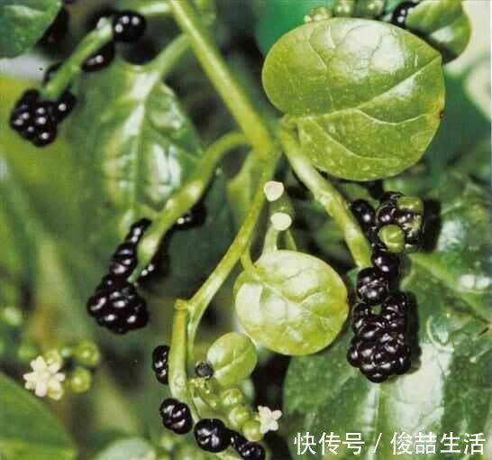 阳荷|奇怪的山野菜,就是去了山里也不一定认出来