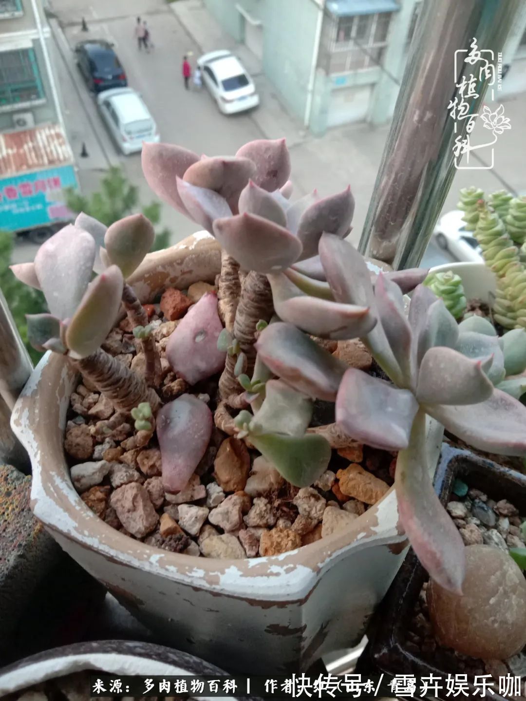 红稚莲|多肉度个夏,回到解放前!曾经有多美,现在就有多丑!