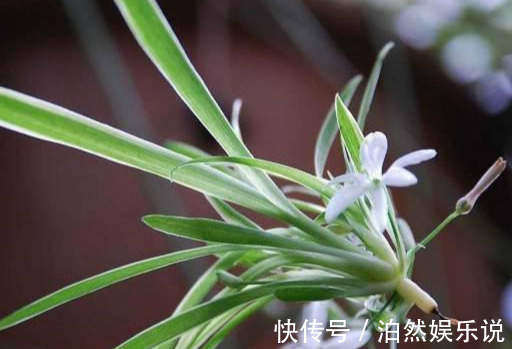 爆盆|养花技巧10种吊兰，好扦插，易爆盆，掐一根一插就是一大盆！
