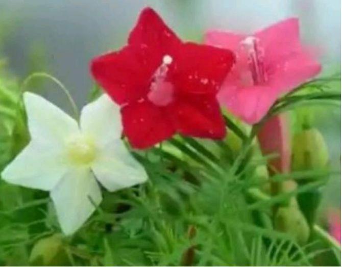 家里要养4种花,开花吉祥又喜庆,花朵漂亮,四季有花赏