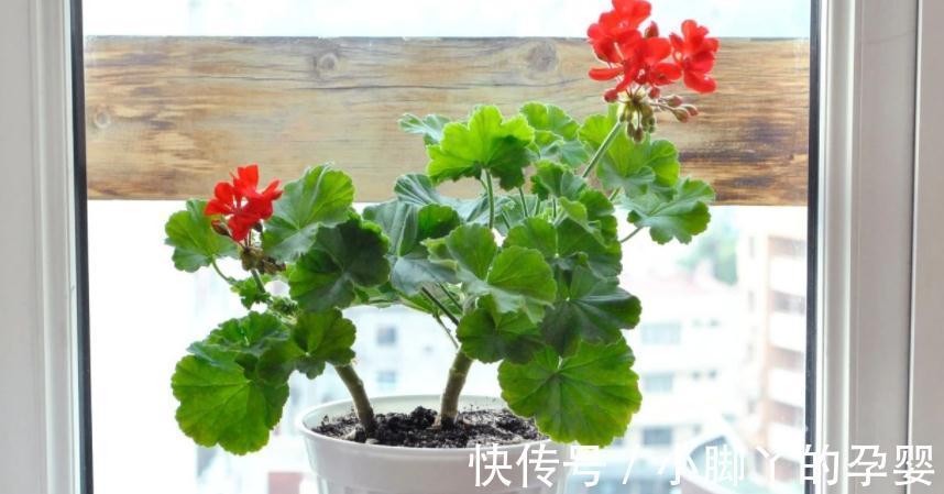 气温转凉后,顺应季节变化做出这些调整,盆栽才不会黄叶掉叶