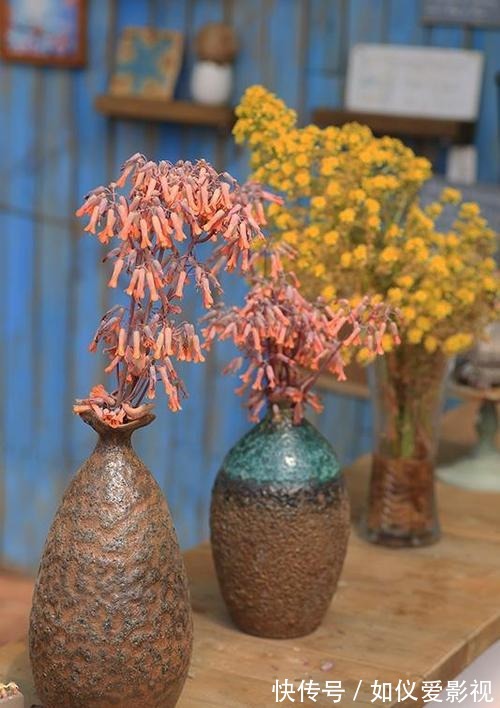 这花太能生崽，恨不得用脚踩，结果越踩长得越多！