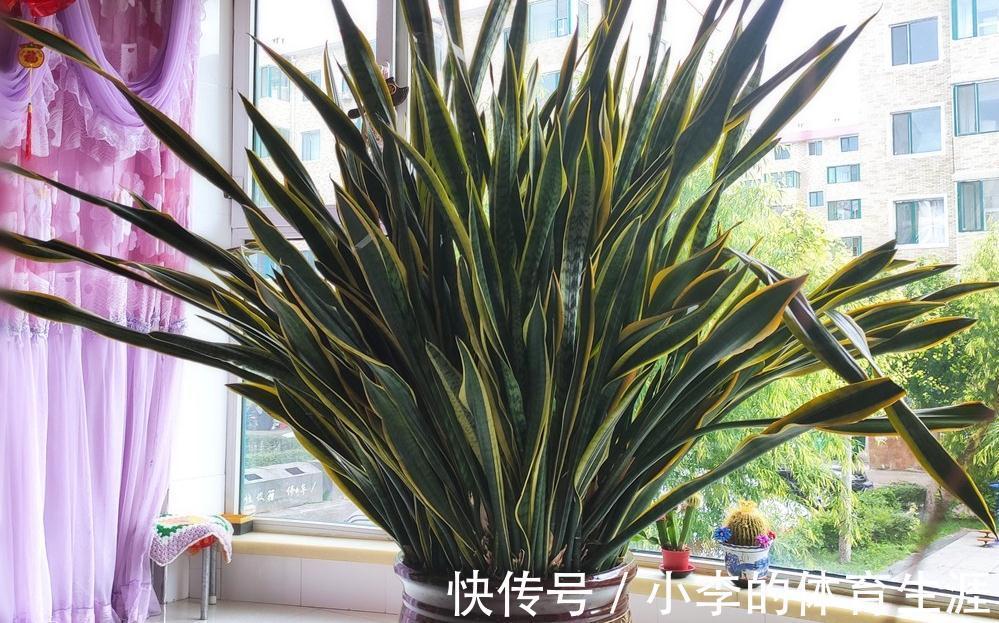 龙骨|9种花好养又吉祥,却是“穷苦命”,小盆少水多晒晒,反而长得旺