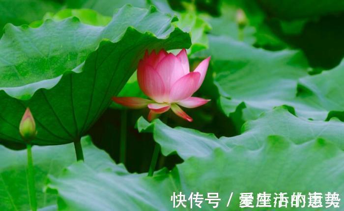 生肖|下个星期，桃花来临，收获满满爱情的3大生肖