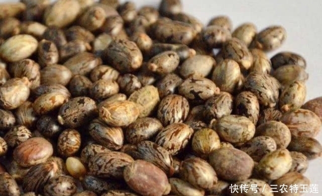 中年|农村这种有毒的植物,种子榨油却能卖上百元一斤,对烫伤很有帮助
