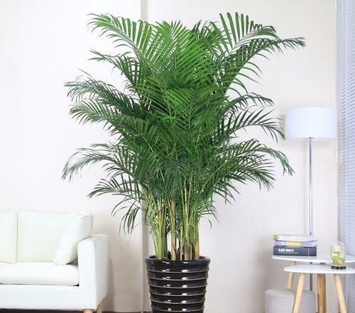 客厅种上4种花,大气上档次,越养越干净,来客倍有面子!