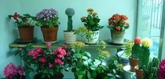 这3种“植物”哪怕再“贵”也要买,客厅养一盆,生活更健康